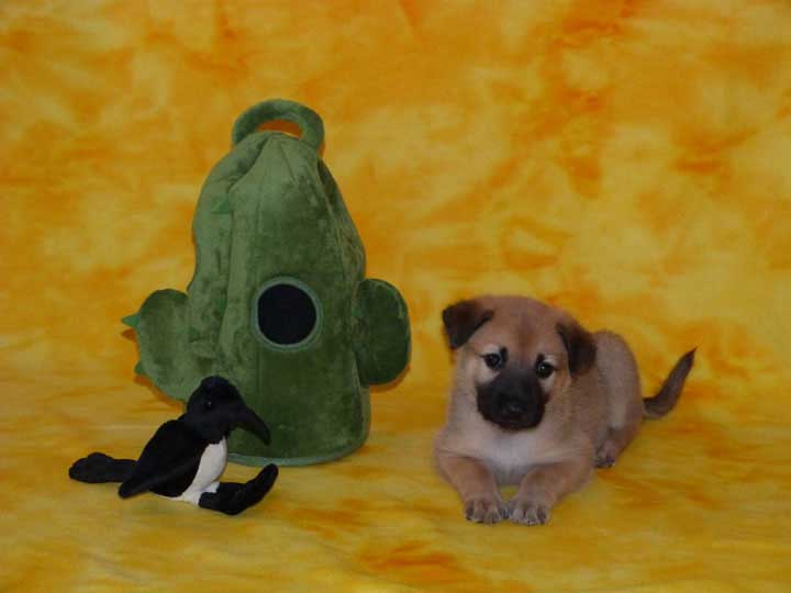 chinook puppy